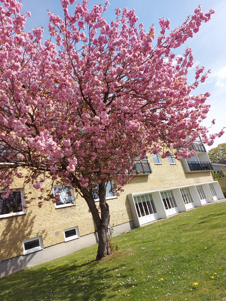 Vårbild på Brobyvägen 3 i Sibbhult. Det fina rosa körsbärsträdet blommar.