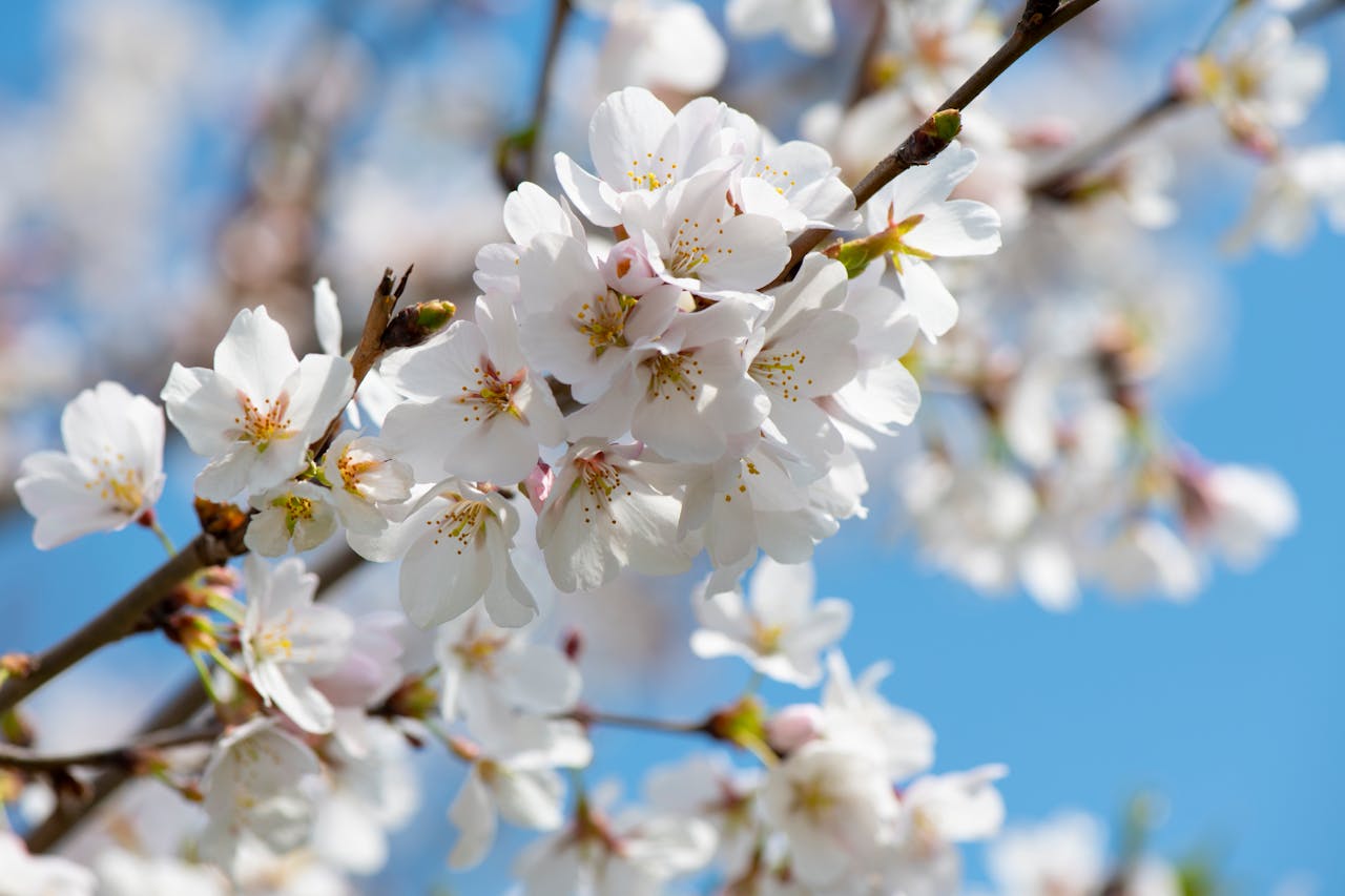Närbild på en grupp vita körsbärsblommor. I bakgrunden syns blå himmel.